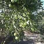 Appartamento The Olive Garden *