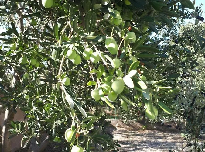 דירה The Olive Garden *